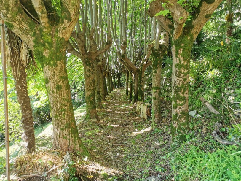 ARCISATE, VILLA MONARCO-44