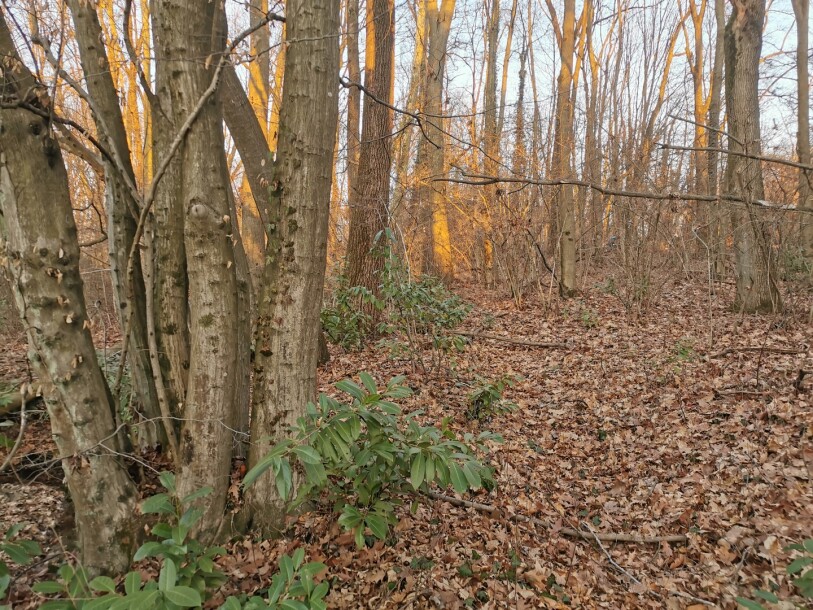 VARESE CAPOLAGO, BOSCO-5