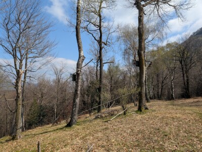CUASSO AL MONTE, ALPE TEDESCO, TERRENO BOSCHIVO
